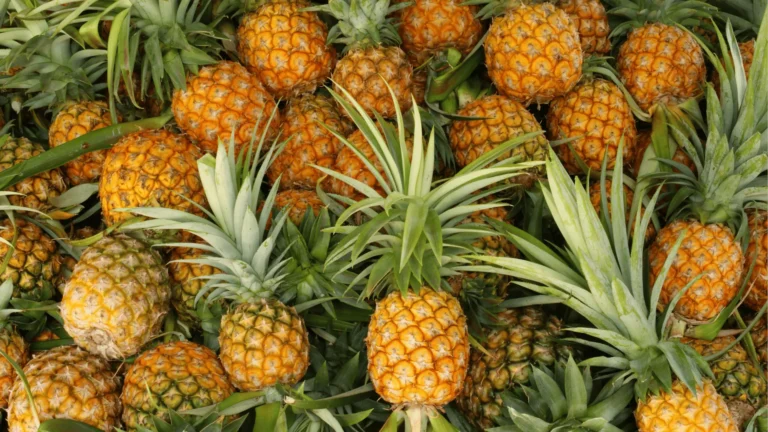Ananas : Un Boost de Vitalité