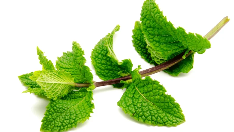 La Menthe : Fraîcheur et Apaisement