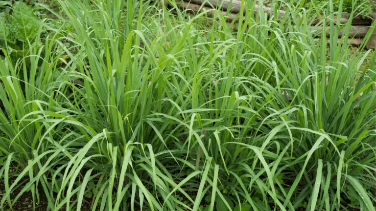 La citronnelle : Relaxation et Bien-être