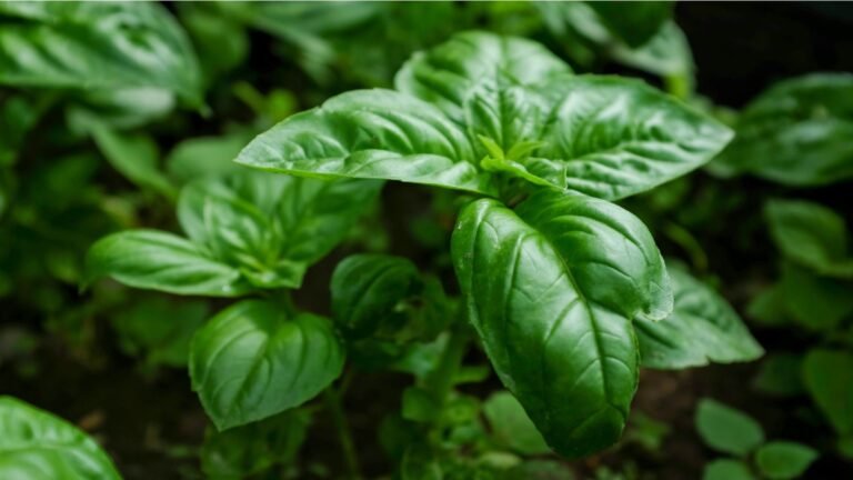 Le Basilic : Relaxation et digestion