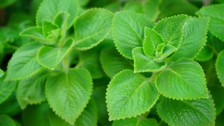 Le gros thym : Respiration et digestion